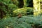 The View Inside Trounson Kauri Park in Donnellys Crossing, New Zealand.