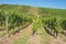 View inside the vineyards of Stadtbredimus