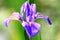 View of IrisFlag,Gladdon,Fleur-de-lis flower