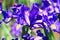 View of IrisFlag,Gladdon,Fleur-de-lis flowers