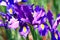 View of IrisFlag,Gladdon,Fleur-de-lis flowers
