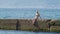 View of the islands in the bay. Telephoto shot. woman on the breakwater looks at the seashore in the fog, 4k, slow