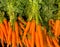 View on isolated bunches of fresh harvested carrots on german farmers market