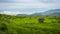 View of an isolated cottage in rice terraces at Bong Piang forest in Chiang Mai, Thailand.