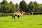 View on isolated dromedary on green meadow with trees and horses in stallion background on dutch farm