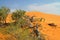 View on isolated green plants in arid climate against orange red sand dune