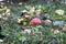 View of on isolated mushroom toadstool hidden in grass