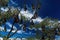 View on isolated tree with hanging group indian flying dogs pteropus giganteus against deep blue sky with clouds - Sri Lanka