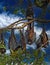 View on isolated tree with hanging group indian flying dogs pteropus giganteus against deep blue sky with clouds - Sri Lanka