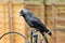 A view of a Jackdaw