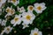 View of Japanese Anemones or windflowers