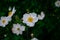 View of Japanese Anemones or windflowers Anemone hupehensis