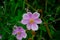 View of Japanese Anemones or windflowers Anemone hupehensis