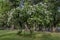 View of Japanese tree lilac or Syringa reticulata full of flowers in the springtime, Popular Zaimov park, district Oborishte