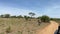 View from a jeep of a lone striped zebra walking through Tarangire National Park. The amazing nature of Tanzania.