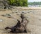 A view of Jellyfish on the beach in front of the village at Llansteffan, Wales