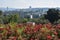 View of Jersualem from the Wohl Rose Garden