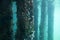 View of the jetty pylons covered in corals and marine life in the ocean aquarium