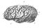 View of Johann Carl Friedrich Gauss`s brain in the old book The Human, by K. Fogt, 1866, St. Petersburg