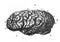 View of Johann Carl Friedrich Gauss`s brain, from a side in the old book The Human, by K. Fogt, 1866, St. Petersburg