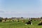 View on juicy green grasslands in the Netherlands with a herd of dutch cows on it