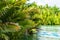 View of jungle green river Loboc at Bohol island of Philippines. With selective focus