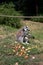 View on a katta feeding fruits on a grass area