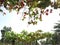 View of the Ketapang Tree (Terminalia Catappa) in the Playground