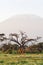 View of Kilimanjaro Mountain. Amboseli elephants. Africa