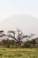 View of Kilimanjaro Mountain. Amboseli elephants. Africa