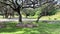 A view from the Kilimanjaro Safari ride of giraffes and long horn cattle at Animal Kingdom in Disney World