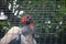 VIEW OF KING VULTURE IN A CAGE