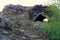 The view of the Kirkjan, the old church with natural rock structure at Dimmuborgir Lava Formations near Lake Myvatn, Iceland