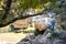 View of Kourtaliotis river and canyon near Preveli beach at Libyan sea, river and palm forest, southern Crete.