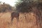 VIEW OF KUDU BULL IN OPEN WOODLAND IN SOUTHERN AFRICA
