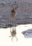 View of a kudu at waterhole