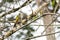 View of a Laced Woodpecker Picus vittatus