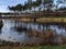 View of the lake, ducks, reeds and sky