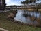 View of the lake, ducks, reeds, sky and walkway.