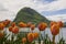 View of Lake Lugano and the Alpine mountains, blooming tulips in the front.