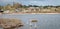View of the lake of Quinta do Lago in the Algarve, Portugal