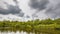 View of Lake shore with reeds and swamp forest