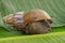 A view of land garden snails, known as terrestrial pulmonate gastropod molluscs on the green grass under the morning