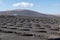 View of land prepared in an original way for the cultivation of grapes in Lanzarote Canary Islands