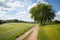 View of the landscape of the low mountain range Odenwald with a free-standing tree on a hiking trail. Hilly landscape in the backg