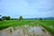 View of landscape of Paddy or rice field and hut