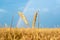 A view of the landscape with a rainbow and a wheat field in the foreground a few spikelets of Golden wheat