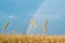 A view of the landscape with a rainbow and a wheat field in the foreground a few spikelets of Golden wheat