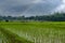 View of the landscape The way of life of farmers in Thailand plant me and raise cows