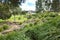 View of a landscaped suburban park with footpath, rocks, Eucalyptus gum trees, and some Australian native plants in a residential